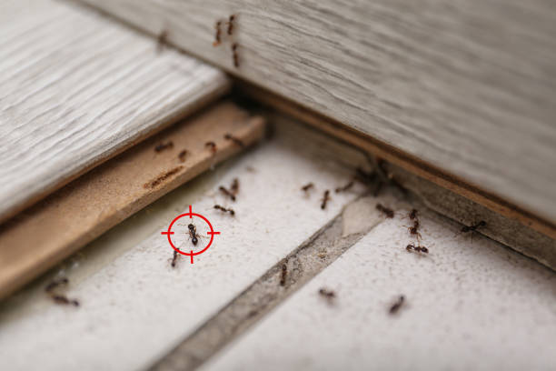 Best Commercial Pest Control Services  in Midlothian, VA