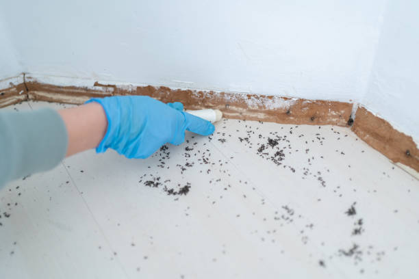Best Affordable Pest Control Services  in Midlothian, VA