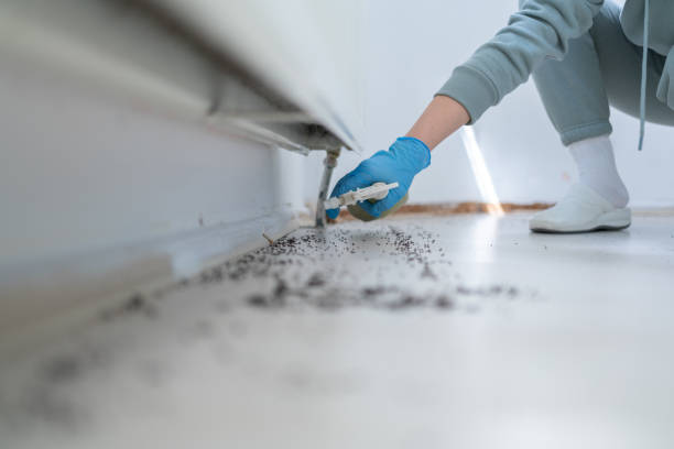 Best Spider Control Near Me  in Midlothian, VA